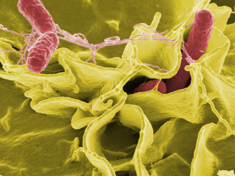 Estudo genético busca impedir infecção alimentar por salmonela