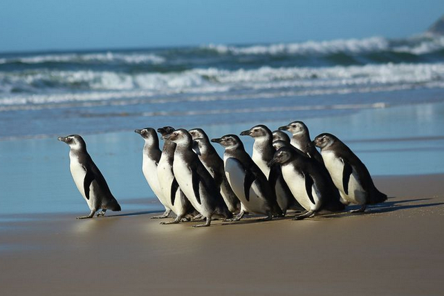 Começa temporada 2021 de pinguins na costa das regiões Sul e Sudeste