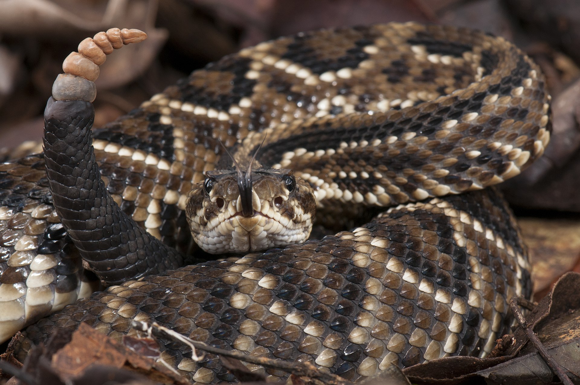 Homem quase morre após ser picado por cabeça de cobra que ele mesmo tinha cortado do corpo