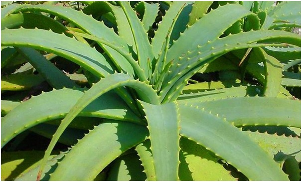 Os benefícios da aloe vera
