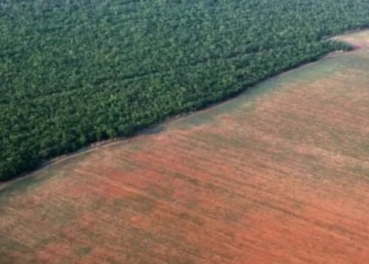 Amazônia está emitindo mais CO2 do que absorvendo