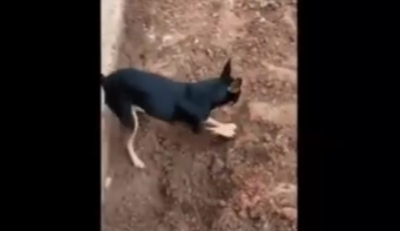 Pinscher de traficante mostra a policiais localização de droga enterrada durante operação