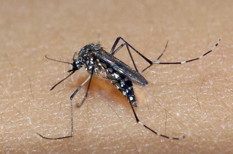 Vírus da zika pode causar danos neurológicos em adultos, afirma pesquisa