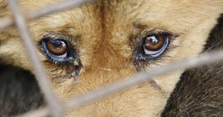 Casal em Goiânia é investigado por maus-tratos a animais