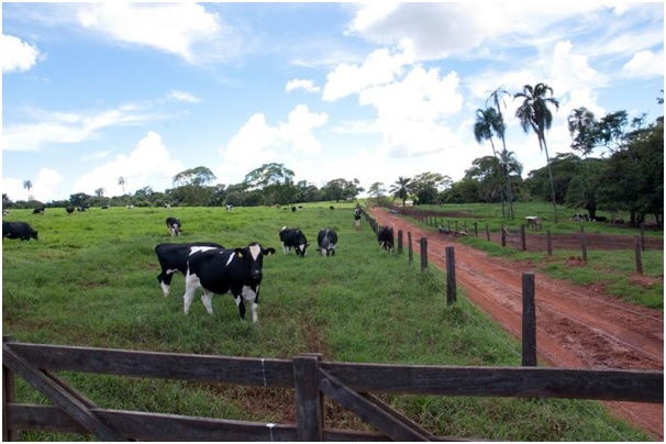 Criador goiano é orientado sobre prevenção do Mal da Vaca Louca