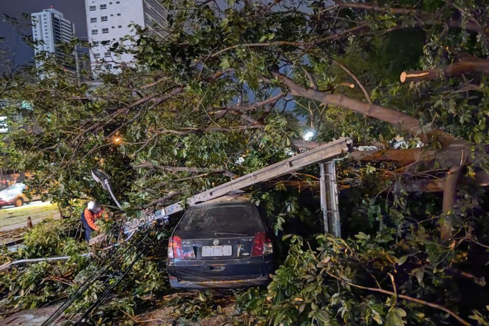 Sobe para 60 o número de árvores caídas durante tempestade em Goiânia