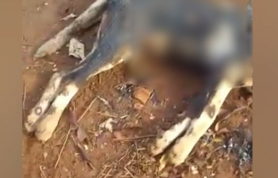 Condenado o homem que matou e queimou um cachorro no interior de Goiás