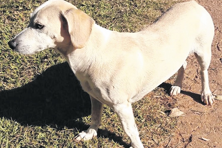 Seu animal de estimação também sente frio