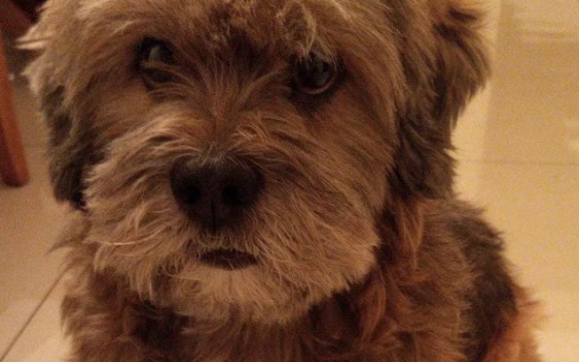 Cão alerta dona que ladrões estavam tentando invadir a casa
