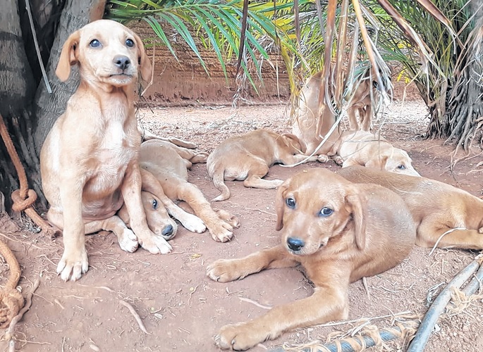Grupo Miau Auau promove Evento de Adoção de Animais na Via Pet São João