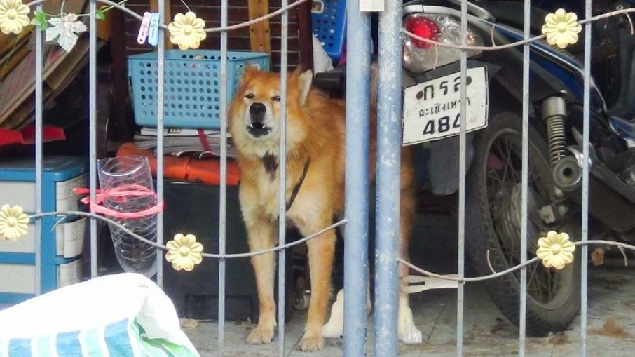 Lealdade: Cachorro vigia casa do dono que morreu vítima da Covid-19