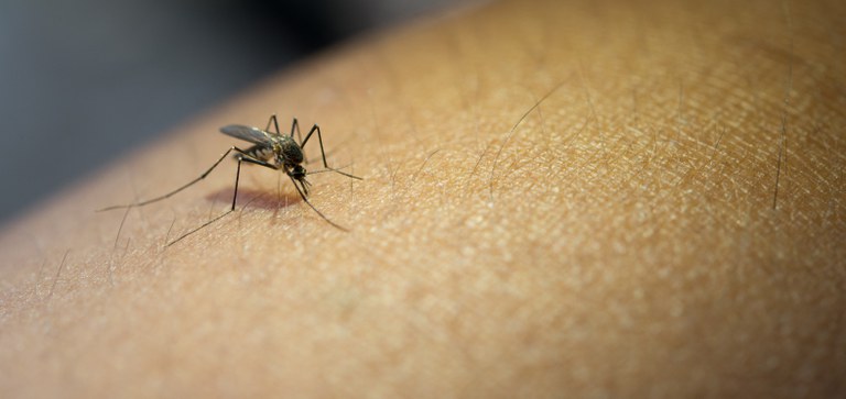 Goiânia entra em estado de emergência devido aos casos de dengue