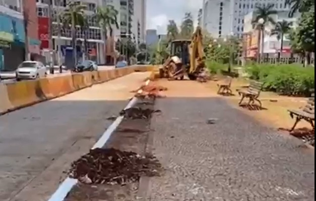 Árvores retiradas para o BRT na Avenida Goiás serão recompensadas com 1.350 novas mudas