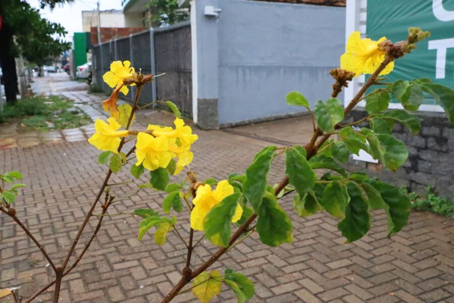 População é orientada a preservar ipês plantados no Setor Sul
