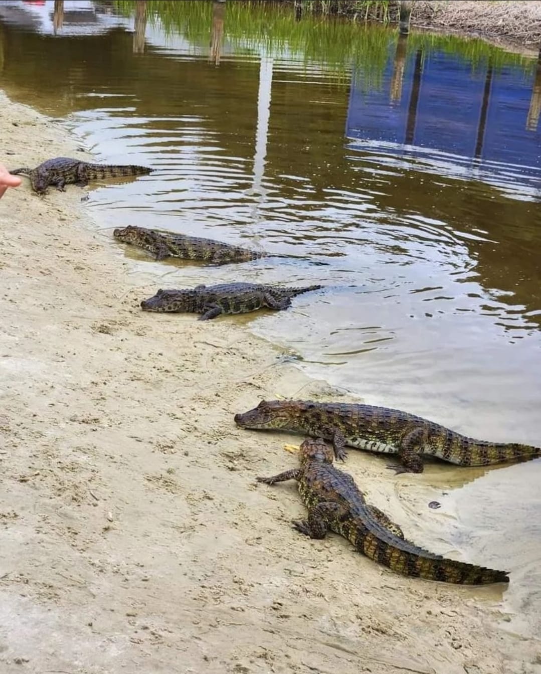 Jacarés invadem praia após banhistas alimentá-los, em Florianópolis