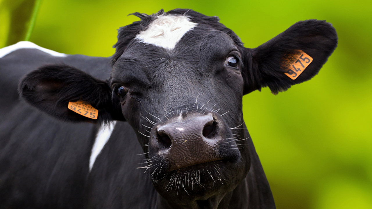 Países suspendem importação de carne do Brasil após caso de vaca louca