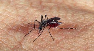 Fiocruz identifica casos de dengue tipo 3 após 15 anos e acende alerta de especialistas