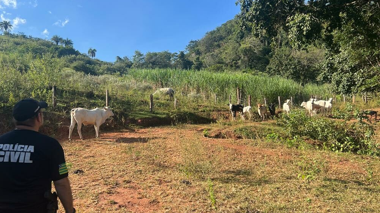 Novilhas furtadas de fazenda em Moiporá são recuperadas