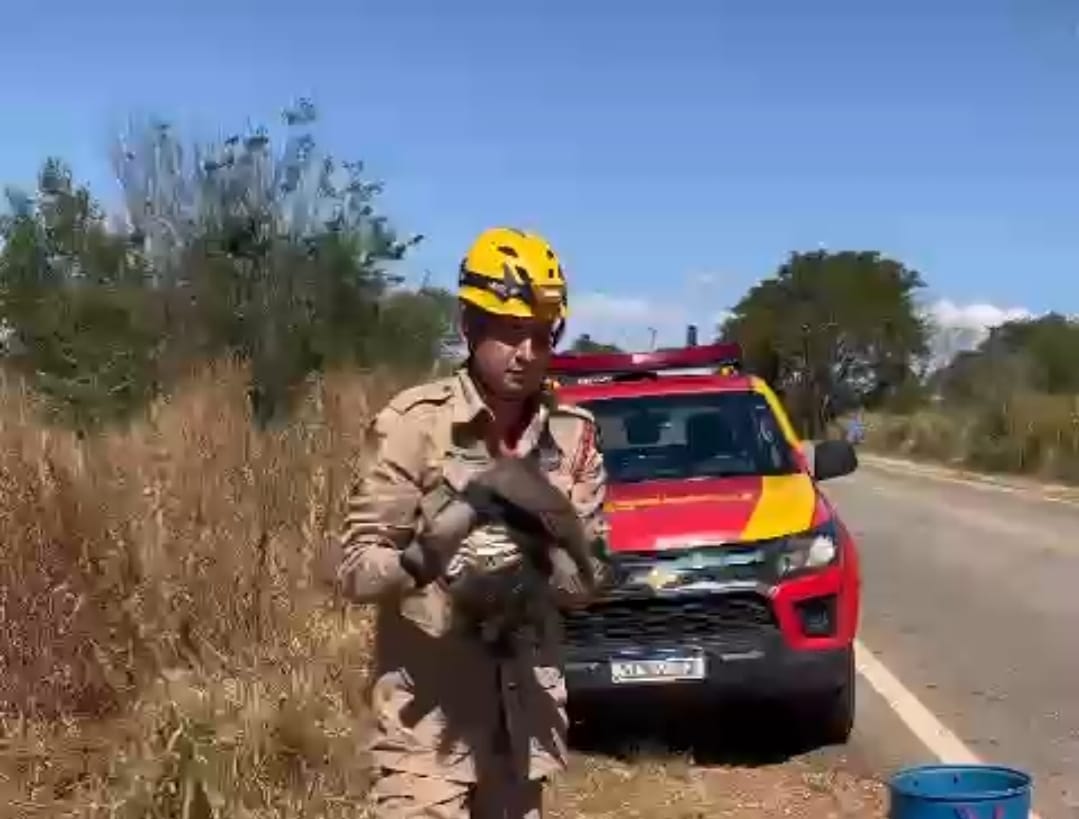 Filhote de tamanduá é resgatado ao ficar agarrado à mãe morta; vídeo