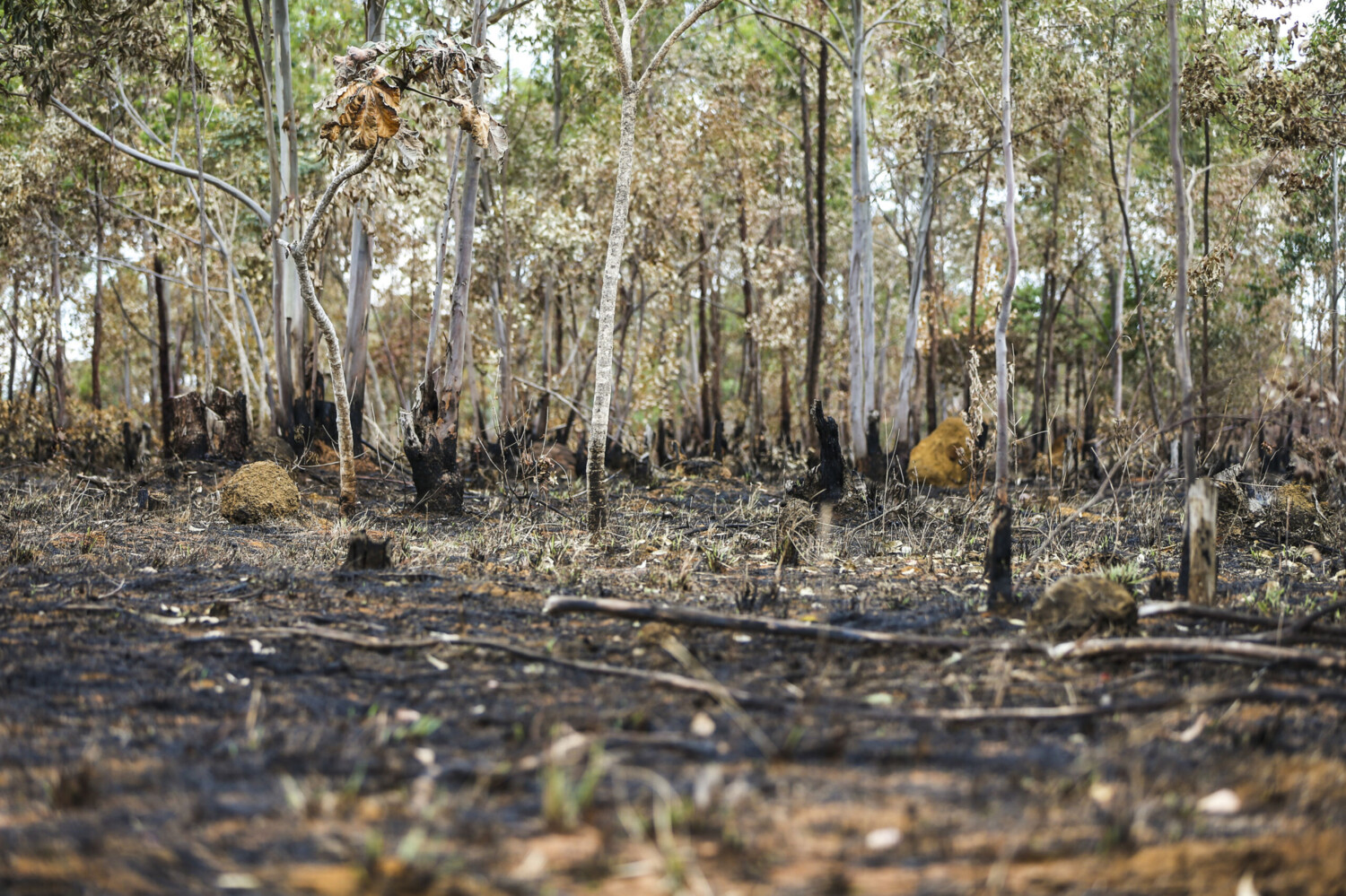 Meio ambiente: desmatamento no Cerrado cresce 32% em 2022, mostra relatório do Ipam