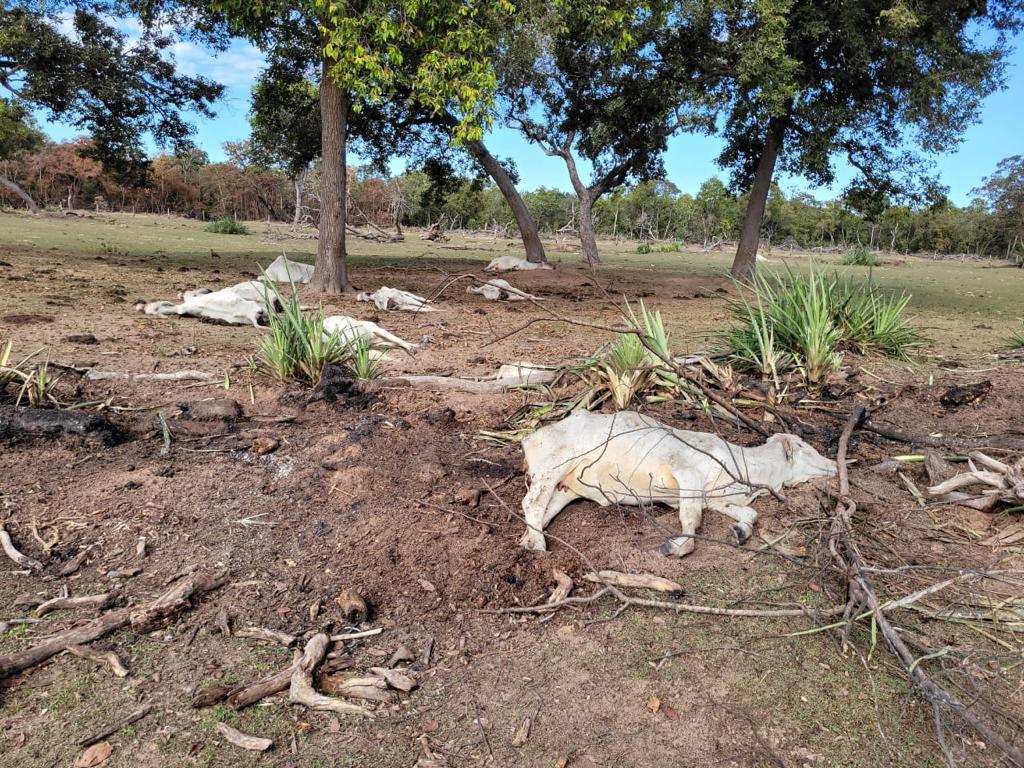 Frio mortal: mais de mil bovinos morrem devido às baixas temperaturas