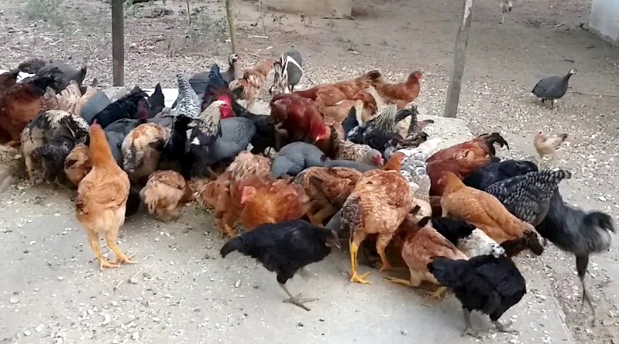 Brasil tem primeiro caso de influenza aviária em aves domésticas