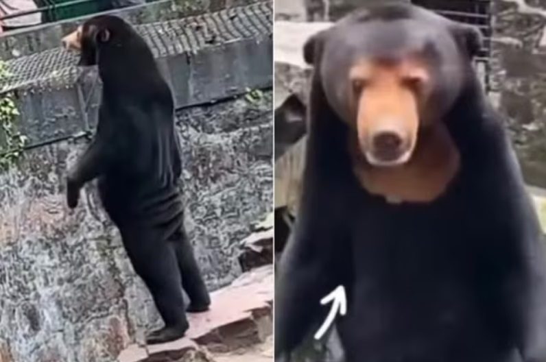 Zoológico chinês nega que seja humano fantasiado de urso em vídeo