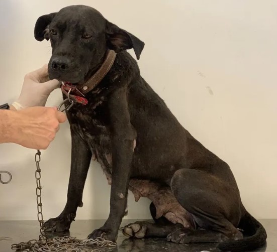 Cachorros infestados de carrapartos morrem vítimas de maus-tratos