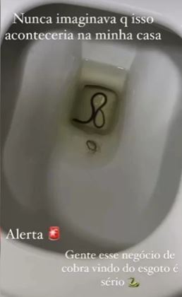 Mulher encontra cobra dentro de vaso sanitário
