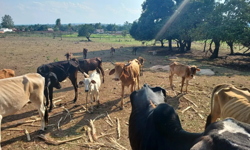 Homem é preso por maus tratos a animais e é autuado em R$ 10 mil