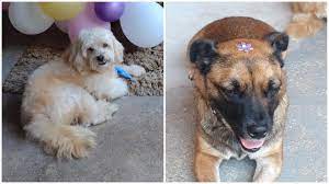 Cães de estimação morrem após serem esquecidos em carro de pet shop no interior de SP