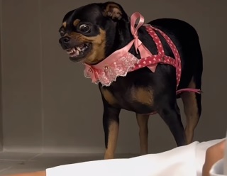 Estudante de veterinária ultrapassa cinco milhões de visualizações ao tentar pegar pinscher para dar vacina