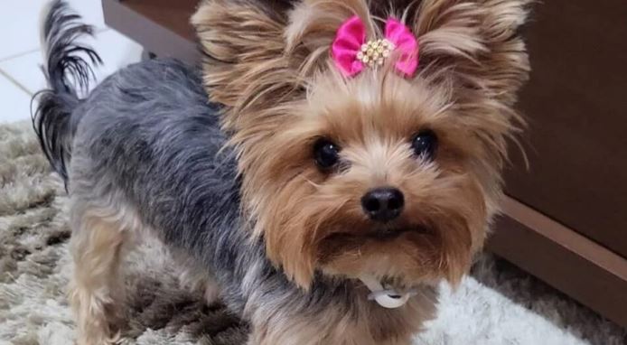 Mulher passa mal após cadela ser sequestrada