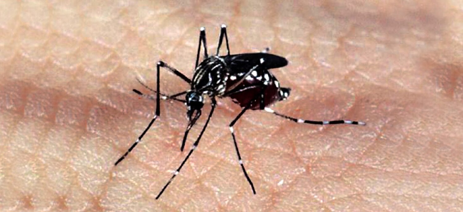 Brasil se aproxima de 1 milhão de casos prováveis de dengue