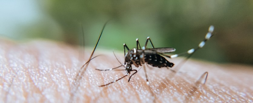 Anápolis tem o maior número de mortes por dengue em Goiás