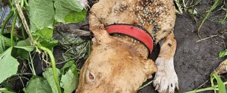 Homem é preso suspeito de deixar cachorro amarrado para morrer de fome