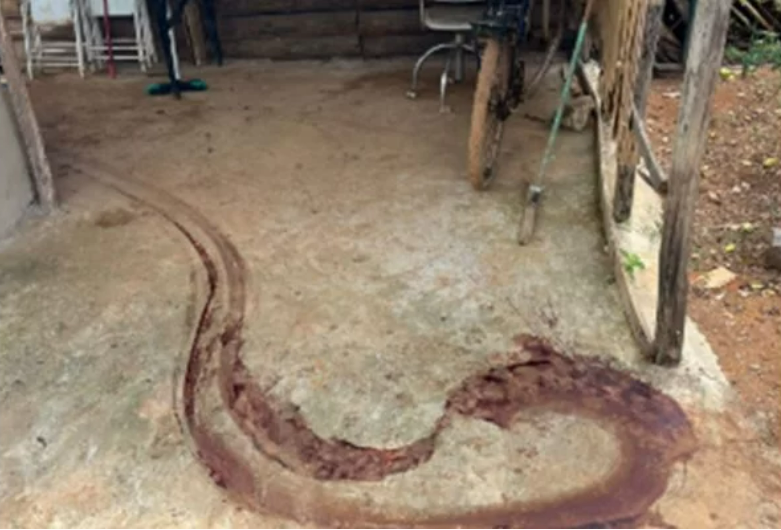 Homem é preso por roubar porcos e fazer bacon em abatedouro ilegal
