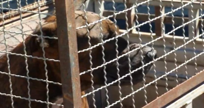 Cachorro que atacou aluna é levado para ONG