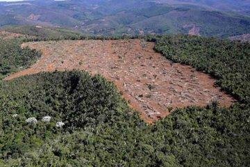 Mata Atlântica: desmatamento cai em áreas contínuas entre 2022 e 2023