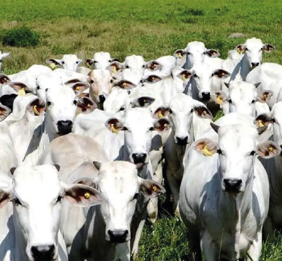 Goiás bate recorde e abate 1 milhão de bovinos