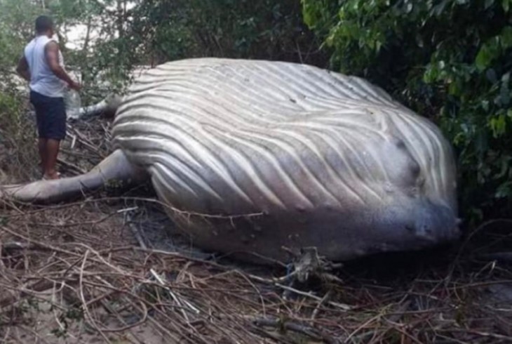 Baleia Jubarte é encontrada em mata na Ilha de Marajó