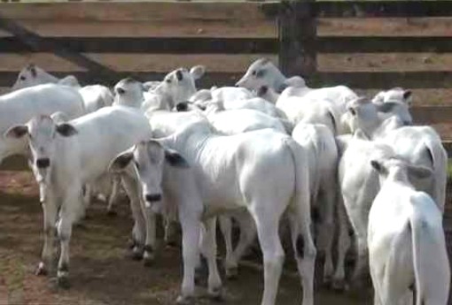 Agrodefesa alerta pecuaristas para vacinação de bezerras contra brucelose