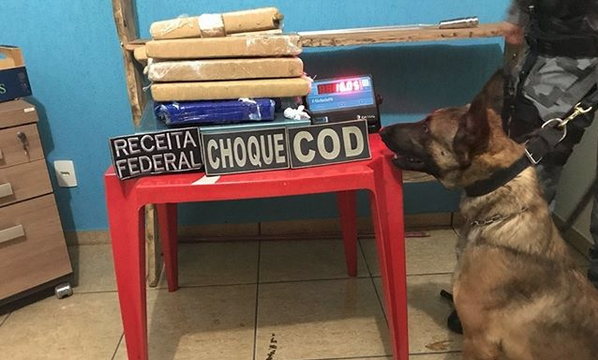 Cães farejadores ajudam a encontrar droga dentro de ônibus, em Goiás
