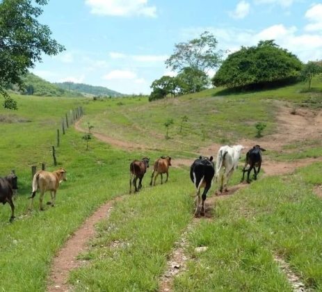 Homem é preso suspeito de furtar gado de vizinhos