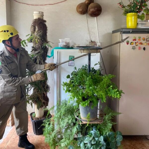 Cobra é encontrada dentro do freezer de uma casa, em Ipameri