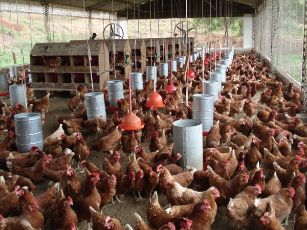 Granja de cidade goiana distribui 55 mil galinhas a moradores