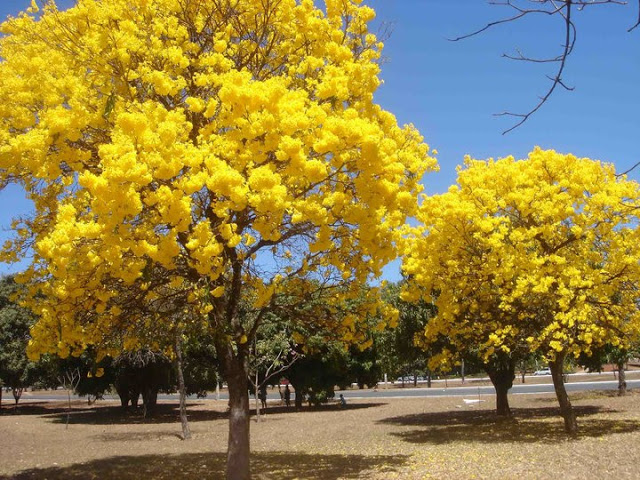 A valsa dos ipês em setembro
