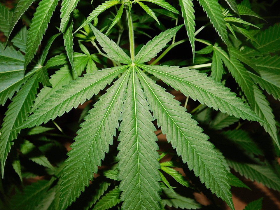 Assembleia Legislativa de Goiás discutirá o uso medicinal da maconha