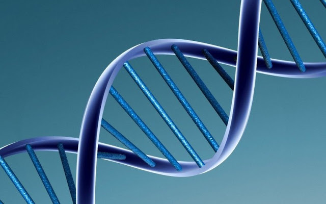 A matemática no nosso DNA