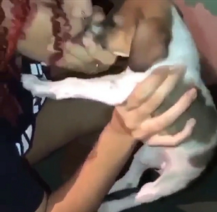 PA: Influencer grava vídeo forçando cachorro a inalar maconha